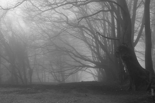 Foggy view of trees in a wood making them hard to see.