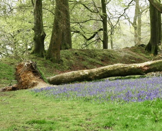 Fallen tree in woodland